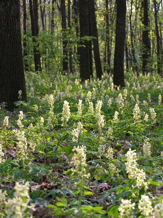 Изображение особи Corydalis marschalliana.