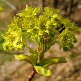 Acer platanoides. Соцветие. Ростовская обл., Неклиновский р-н, Лакедемоновское с/п, у дороги. 15.04.2013.