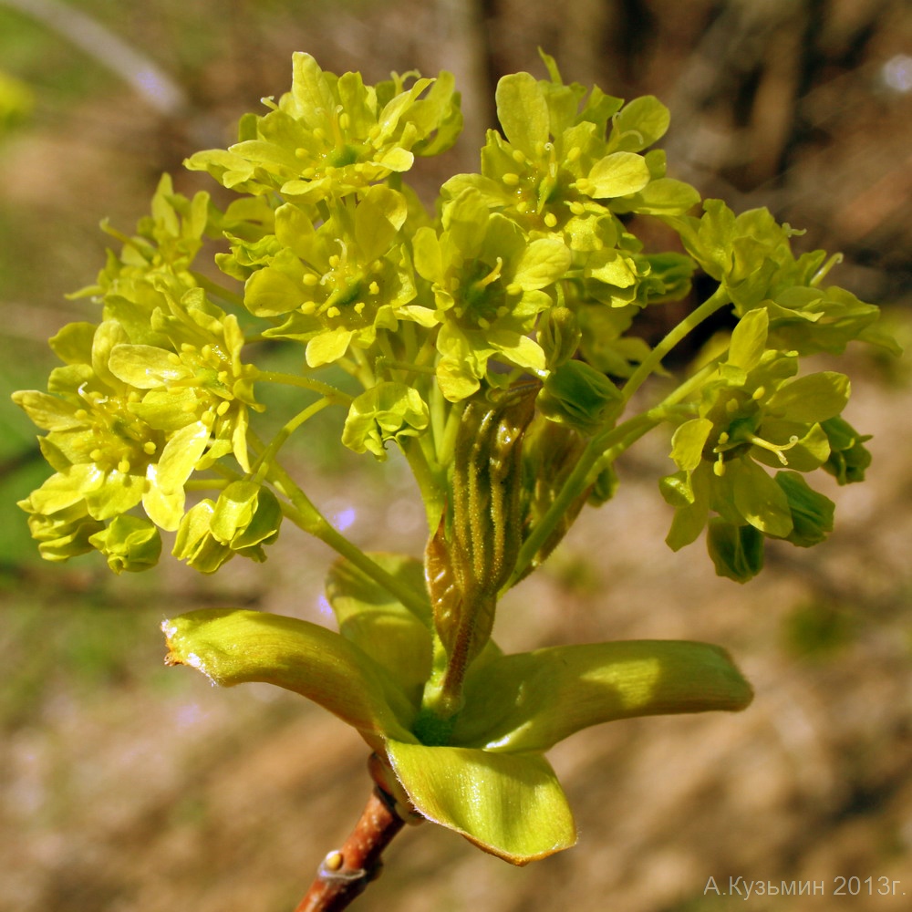 Image of Acer platanoides specimen.