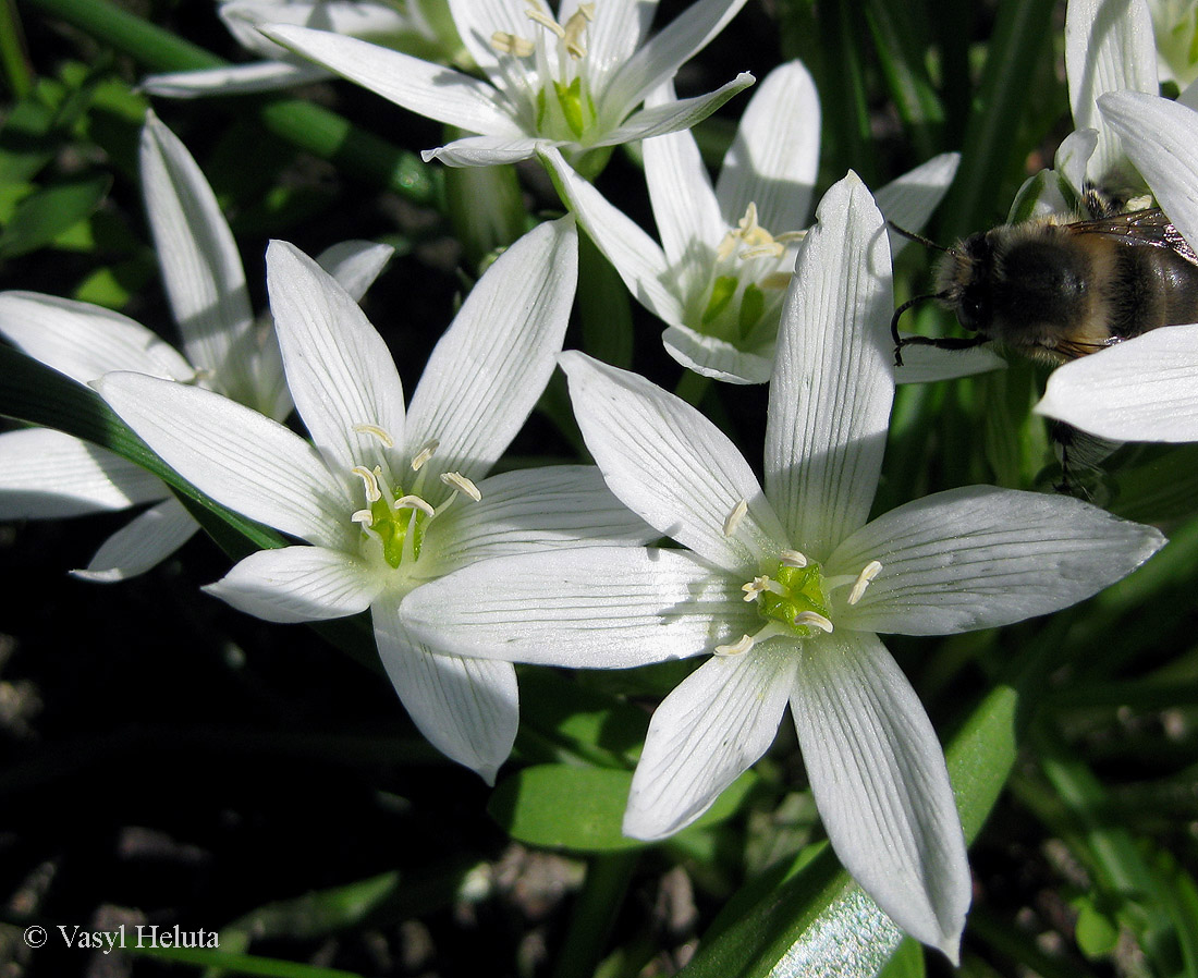 Изображение особи Ornithogalum refractum.