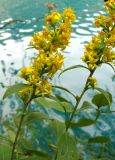 Solidago virgaurea. Соцветия. Хорватия, Лика-Сень, Национальный парк «Плитвицкие озёра», берег озера. 05.09.2012.