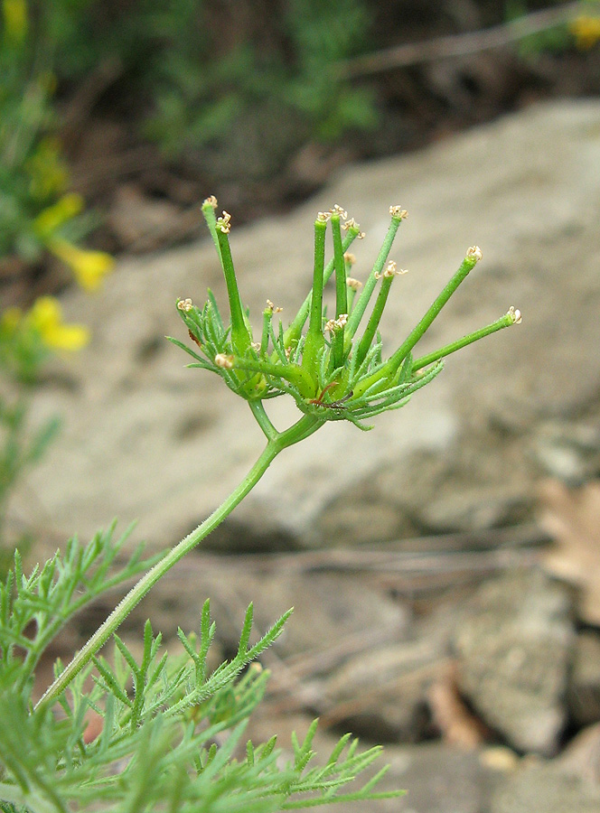 Изображение особи Scandix stellata.