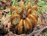 Dryopteris crassirhizoma