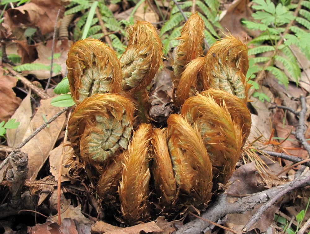 Изображение особи Dryopteris crassirhizoma.