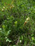 Vicia balansae. Цветущее растение. Карачаево-Черкесия, Теберда, гора Лысая. 29.05.2013.
