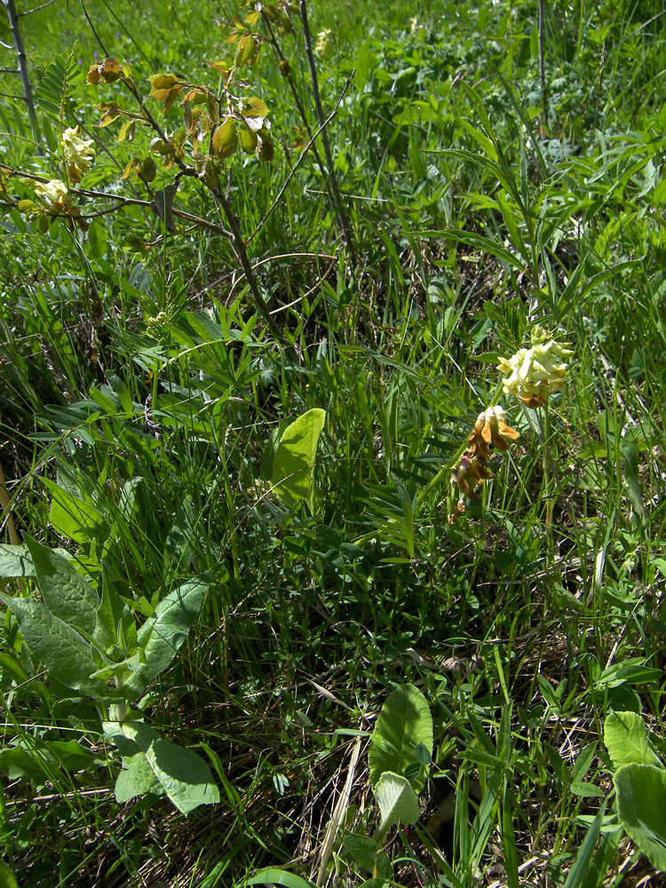 Image of Vicia balansae specimen.