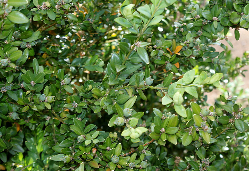 Image of genus Buxus specimen.