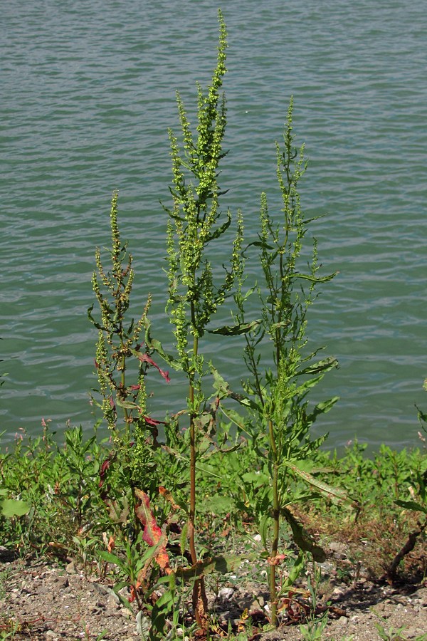 Image of Rumex stenophyllus specimen.