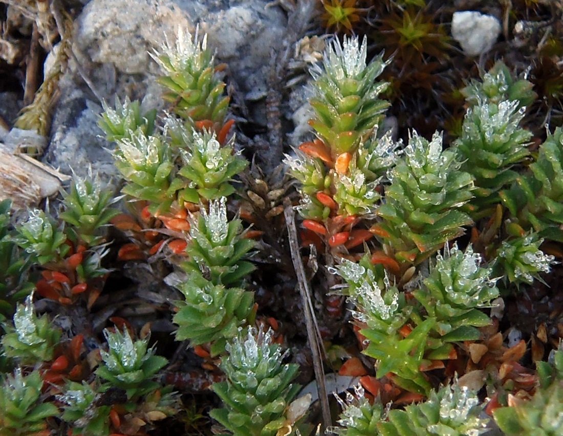 Изображение особи Paronychia cephalotes.