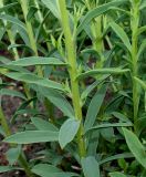 Linum flavum