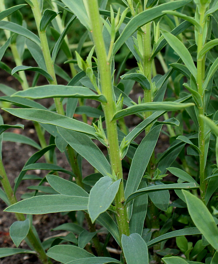 Изображение особи Linum flavum.