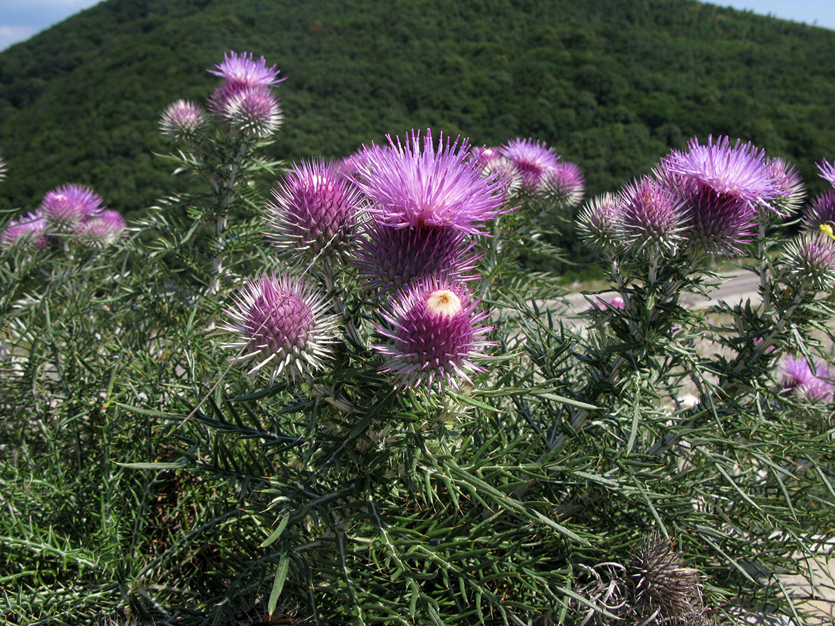 Image of Lamyra echinocephala specimen.