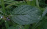 Mentha arvensis