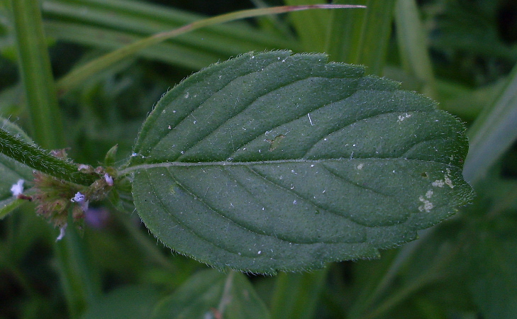 Image of Mentha arvensis specimen.