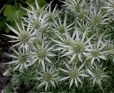 Eryngium bourgatii