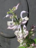 Salvia sclarea. Часть соцветия. Украина, Одесская обл., г. Белгород-Днестровский, в культуре. 21.06.2013.