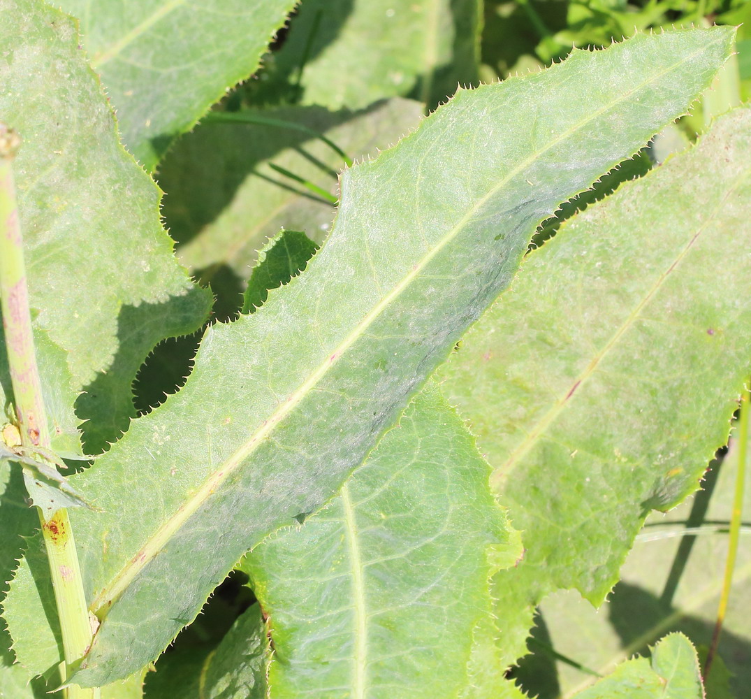 Image of Sonchus arvensis ssp. uliginosus specimen.