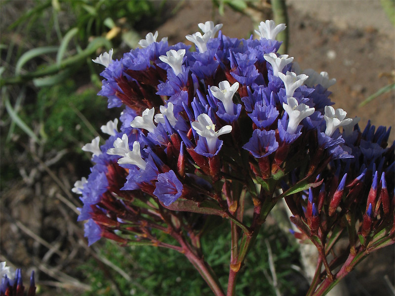 Изображение особи Limonium frutescens.