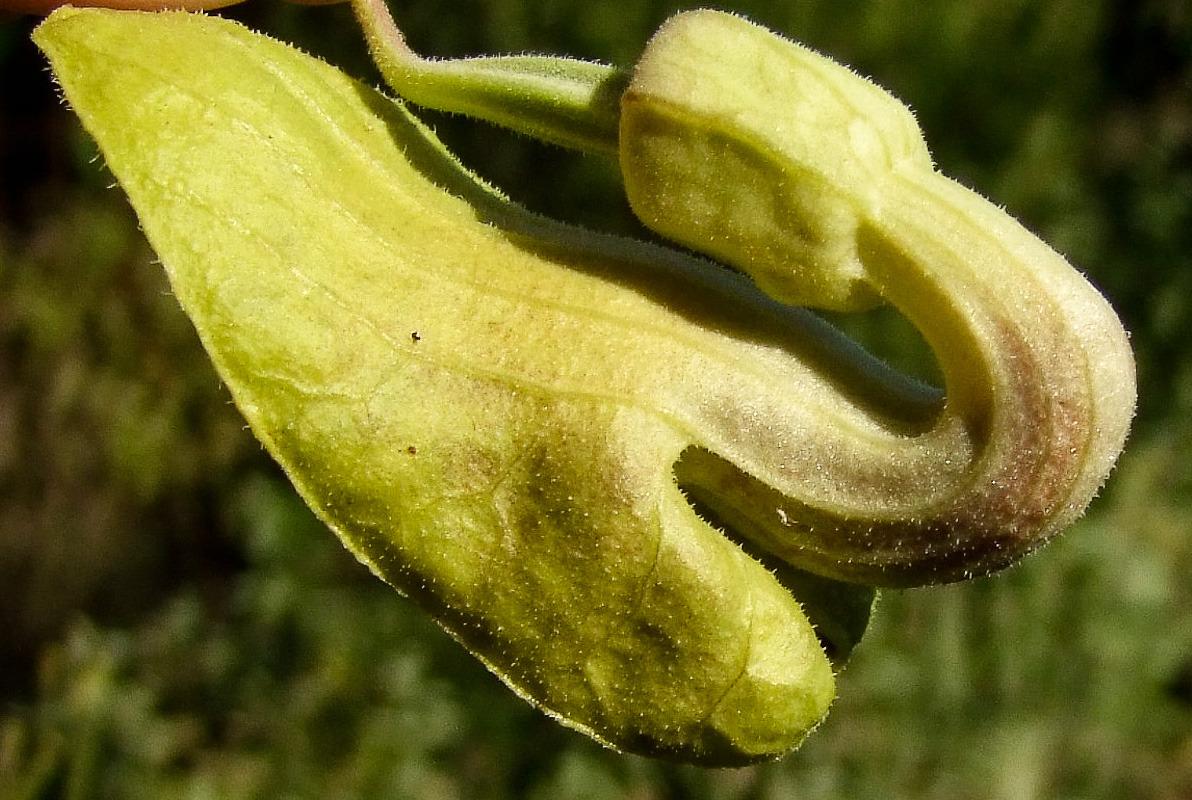 Изображение особи Aristolochia paecilantha.