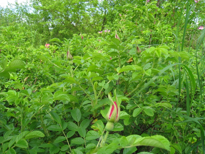 Image of Rosa rugosa specimen.