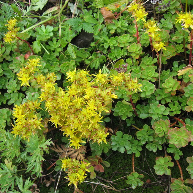 Image of Aizopsis hybrida specimen.