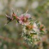 Salsola tragus