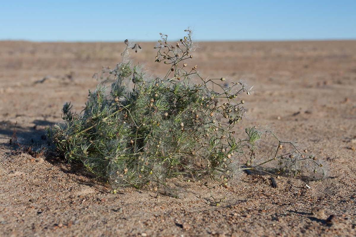 Image of Spergula arvensis specimen.