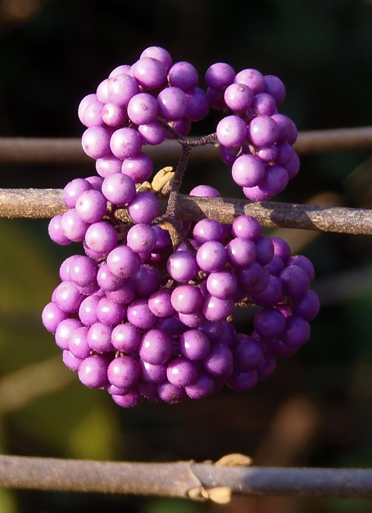 Image of Callicarpa bodinieri specimen.