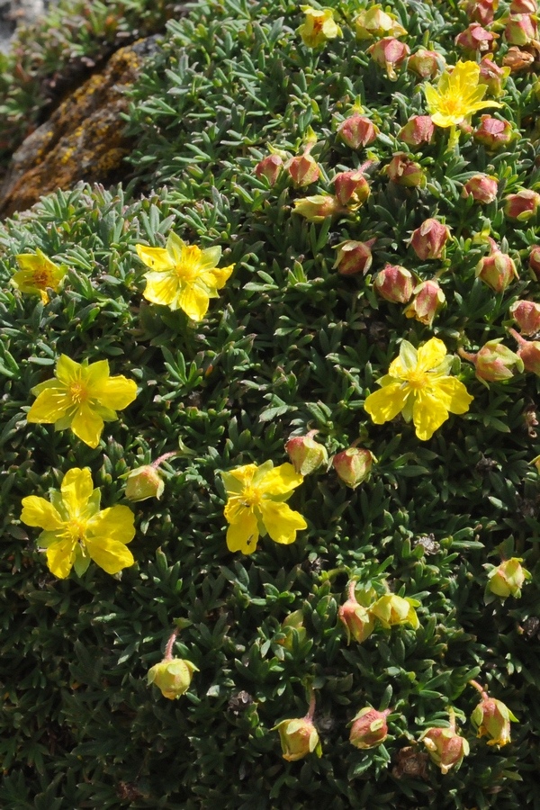 Изображение особи Potentilla biflora.