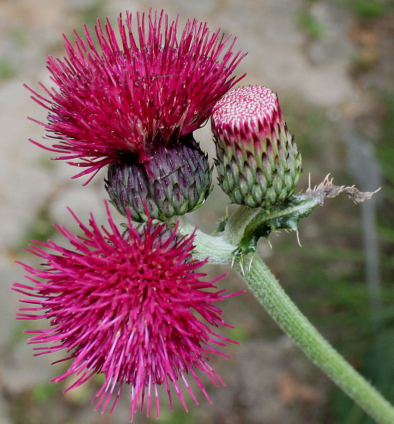 Image of Cirsium rivulare specimen.