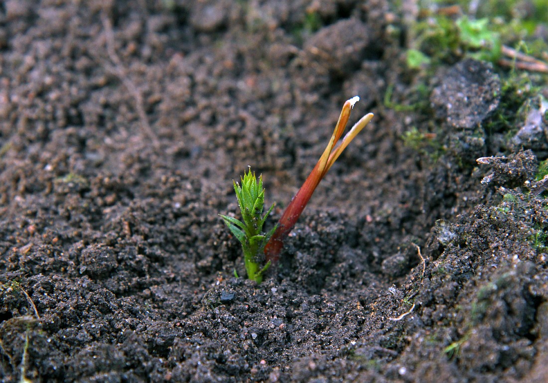 Изображение особи Araucaria araucana.