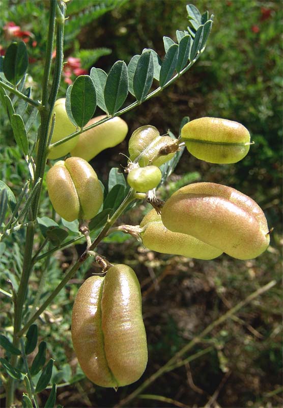 Изображение особи Sphaerophysa salsula.