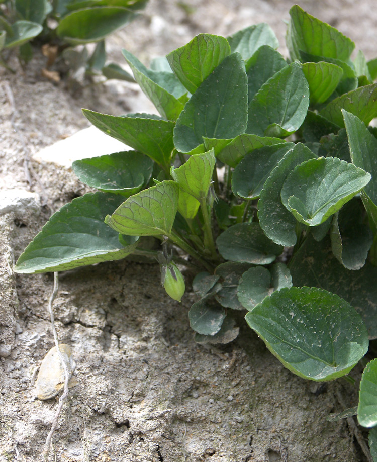 Image of Viola sieheana specimen.