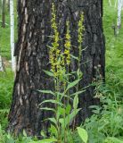 Solidago virgaurea subspecies dahurica. Цветущие растения. Иркутская обл., окр. Иркутского вдхр., лес. 05.08.2013.