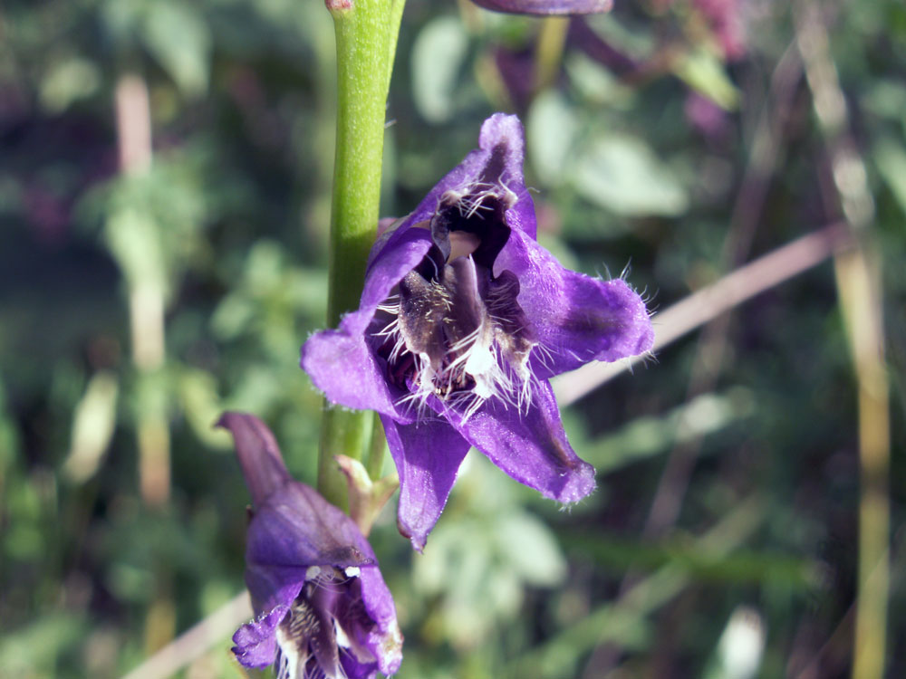 Изображение особи Delphinium iliense.