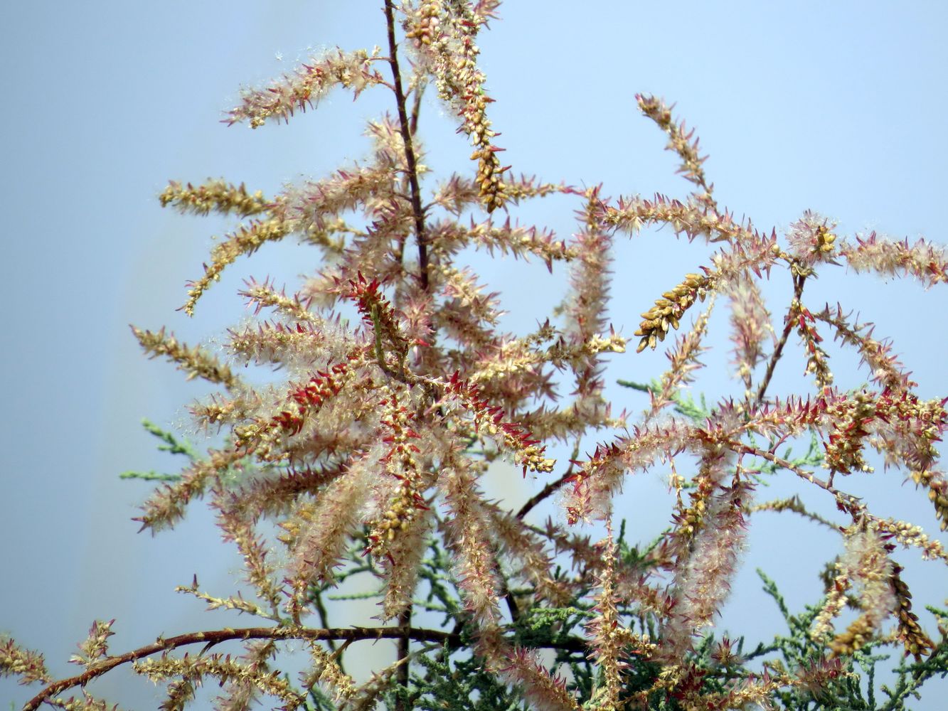 Image of Tamarix passerinoides specimen.