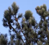 Pinus coulteri. Средняя часть кроны с шишками. Германия, г. Дюссельдорф, Ботанический сад университета. 02.03.2014.