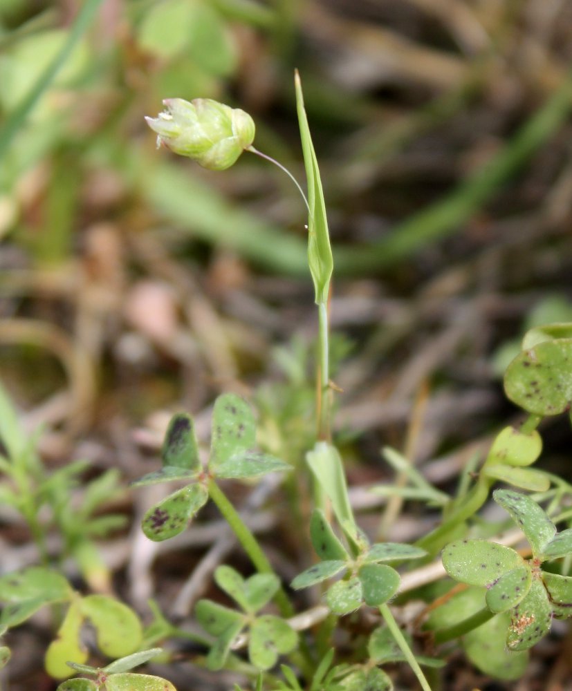 Image of Briza minor specimen.