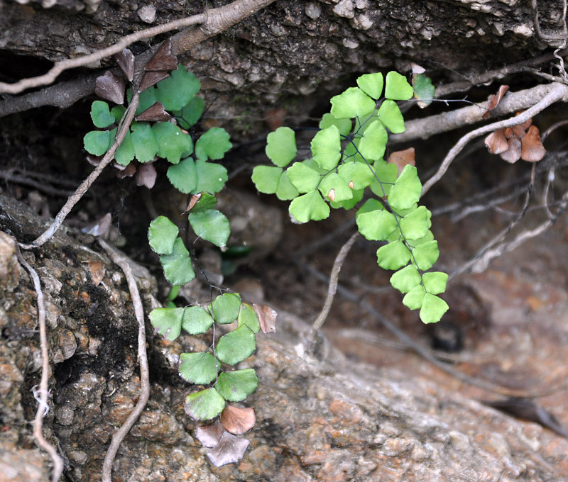 Image of Adiantum stenochlamys specimen.
