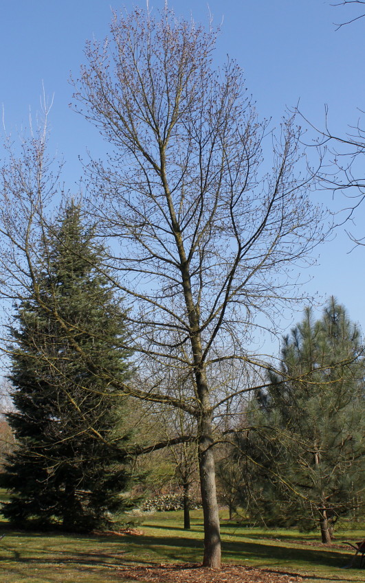 Image of Acer negundo specimen.