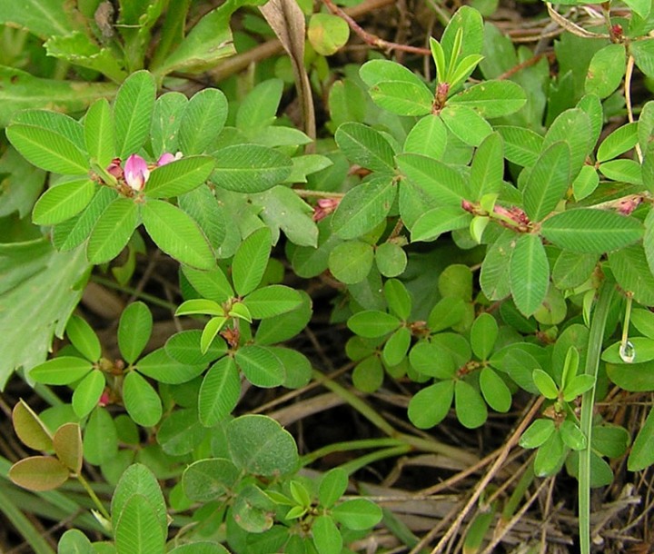 Image of Kummerowia striata specimen.