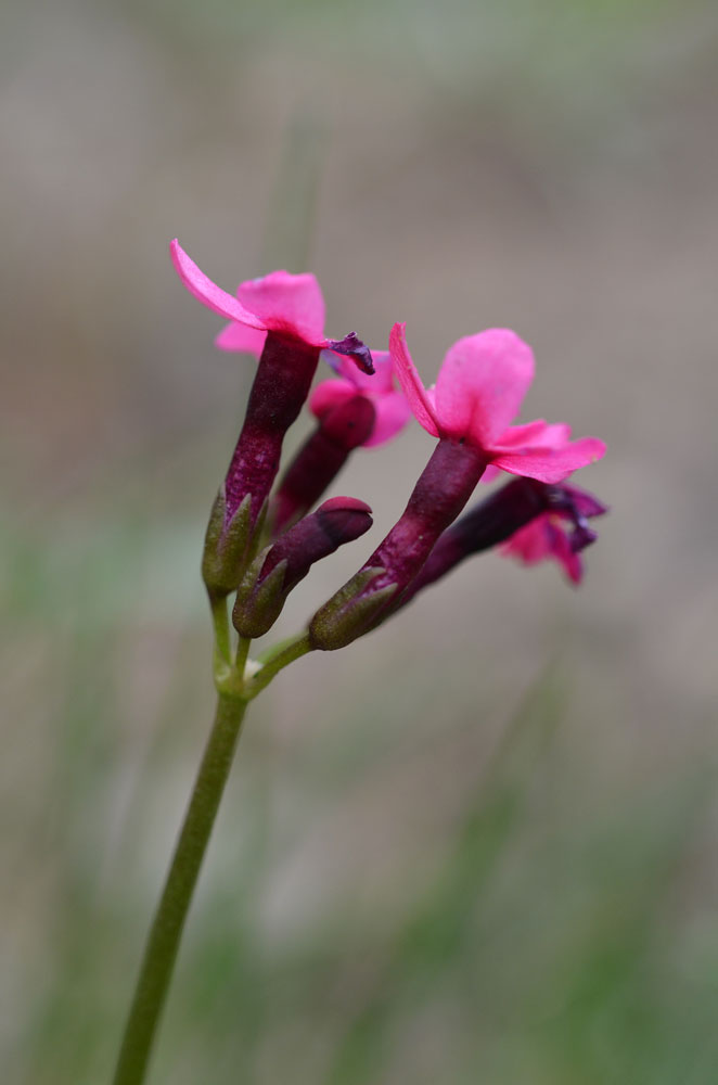 Изображение особи Primula fedtschenkoi.