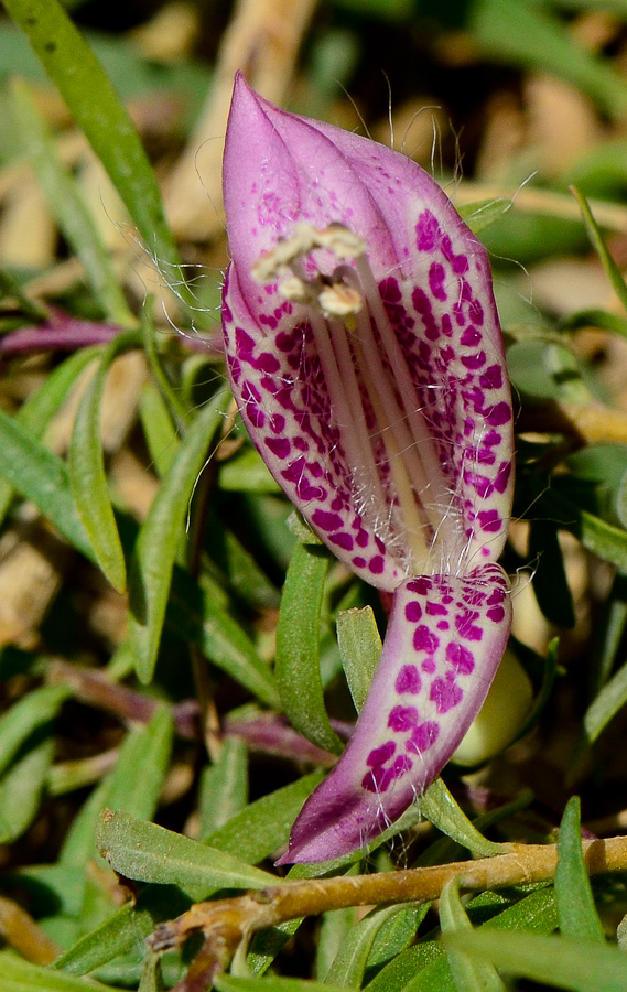 Image of Eremophila maculata specimen.