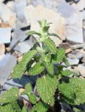 Stachys pubescens