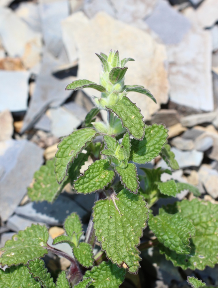 Image of Stachys pubescens specimen.