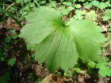 Ranunculus lanuginosus