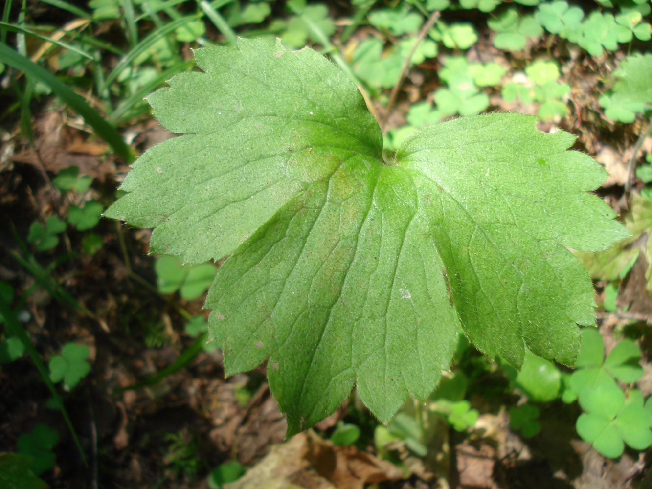 Image of Ranunculus lanuginosus specimen.