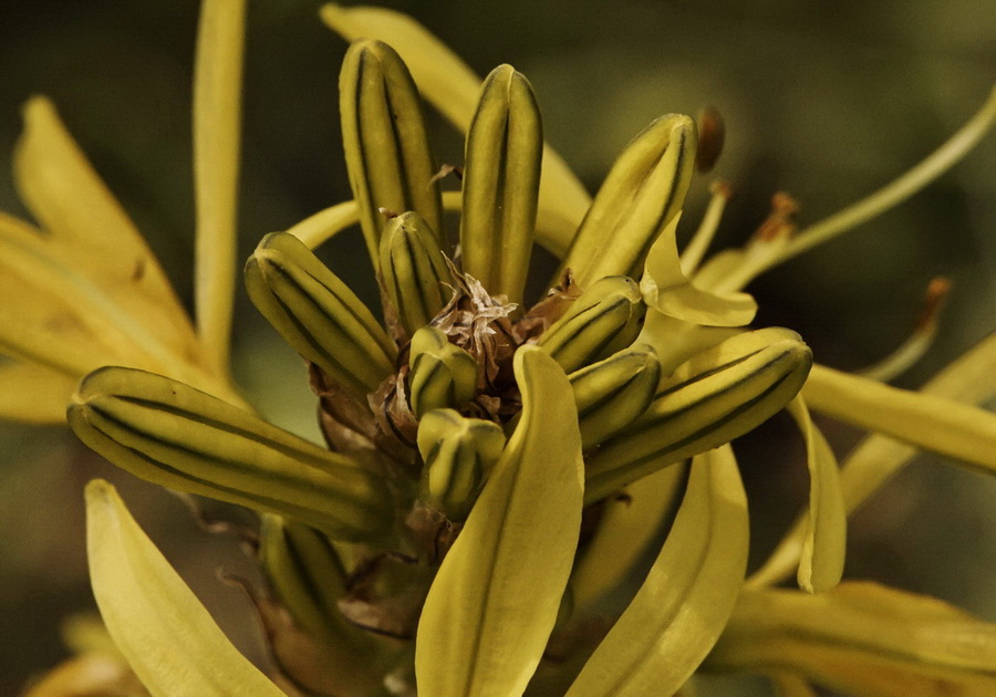 Image of Asphodeline lutea specimen.