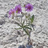 Image of taxon representative. Author is Евгений Комаров