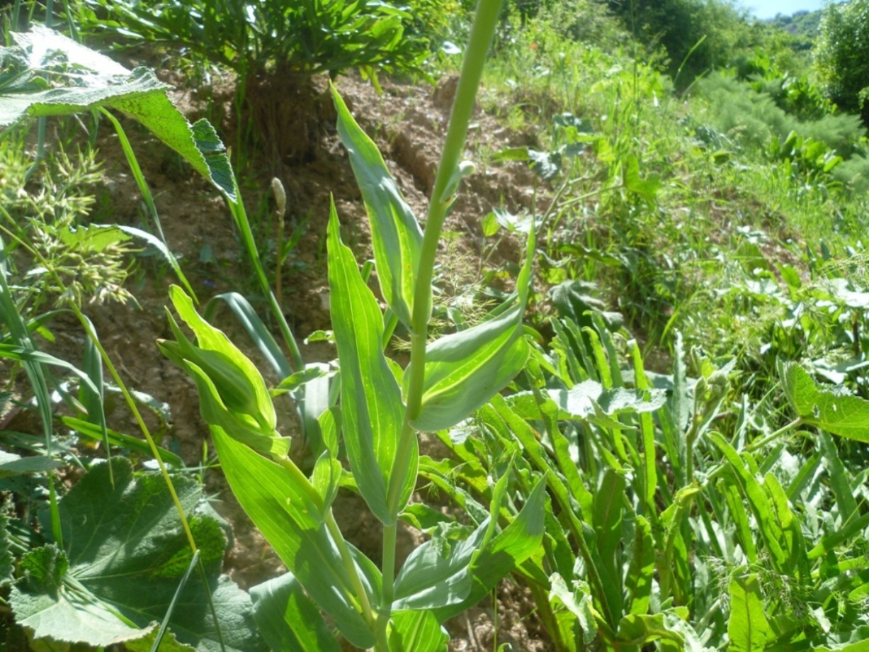 Изображение особи Tragopogon paradoxus.